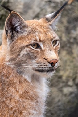 Avrasya vaşağının portresi. Avrasyalı vaşak, lat. Luchs vaşak, Avrupa 'dan Orta Asya ve Sibirya' ya kadar uzanan orta büyüklükte bir vahşi kedidir..