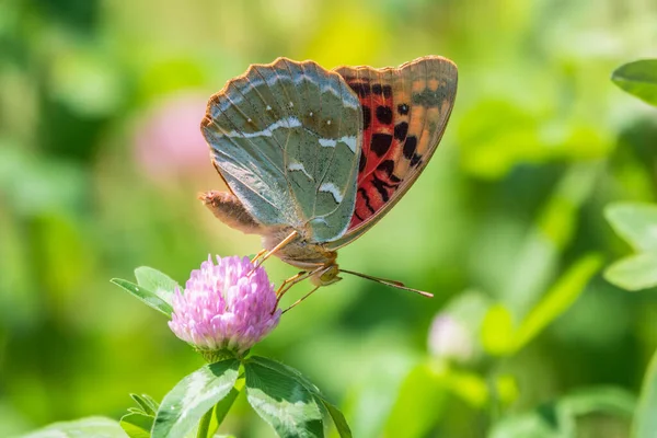 Темно Зелений Холодний Метелик Збирає Нектар Квітку Speyeria Aglaja Раніше — стокове фото