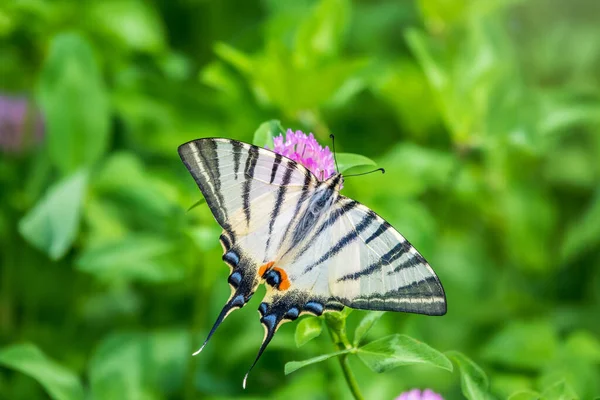 Güzel Kelebek Kırlangıç Kuyruğu Yılan Kuyruğu Armut Ağacı Kırlangıç Podalirius — Stok fotoğraf