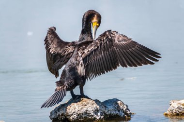 Büyük karabatak, Phalacrocorax karbonhidrat taşın üzerinde oturur ve kanatlarını rüzgarda kurutur. Büyük karabatak, Phalacrocorax karbonhidrat, büyük siyah karabatak, ya da siyah sevişme olarak bilinir..