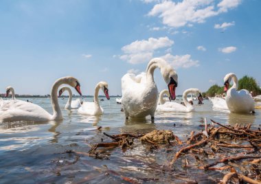 Büyük bir zarif beyaz kuğu sürüsü gölde yüzer, vahşi doğada kuğular. Dilsiz kuğu, Latince adı Cygnus olor.