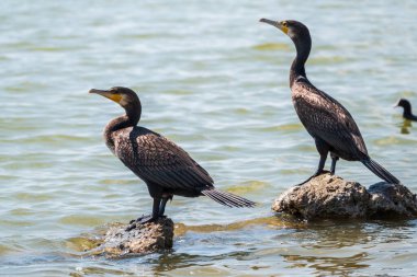 İki büyük karabatak, deniz kıyısındaki bir taşın üzerinde duran Phalacrocorax karbonhidrat. Büyük karabatak, Phalacrocorax karbonhidrat, büyük siyah karabatak, ya da siyah sevişme olarak bilinir..