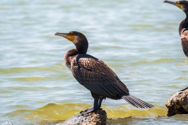Deniz kıyısındaki bir taşın üzerinde duran büyük karabatak, Phalacrocorax karbonhidrat. Büyük karabatak, Phalacrocorax karbonhidrat, büyük siyah karabatak, ya da siyah sevişme olarak bilinir..