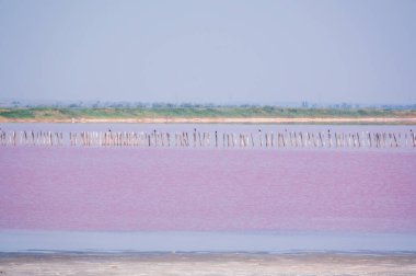 Pembe suyu olan güzel bir tuz gölü. Yaz günü pembe gölün güzel manzarası