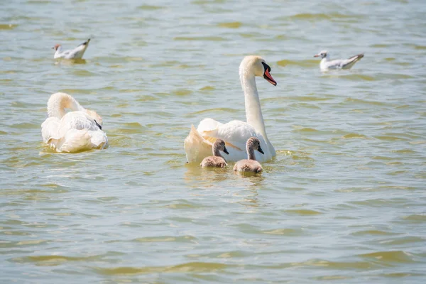 Pair Mute Swans Cygnus Olor Swimming Lake Its New Born — Stockfoto