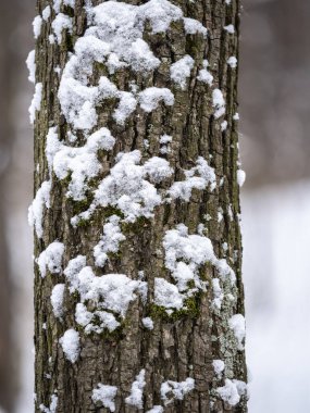 Kışın karlı bir ağaç gövdesi. Karla kaplı bir karaçam ağacı gövdesi. Kışın doğa. Kışın ağaçlar.