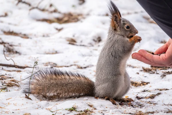 冬のリスは男の手からナッツを食べる 冬か秋に動物の世話をする ユーラシア レッドリス シウルス ヴァルガリス — ストック写真