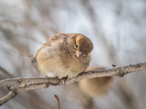 Sparrow Yaprakları Olmayan Bir Dalda Oturuyor Sonbaharda Kışın Bir Dalda — Stok fotoğraf