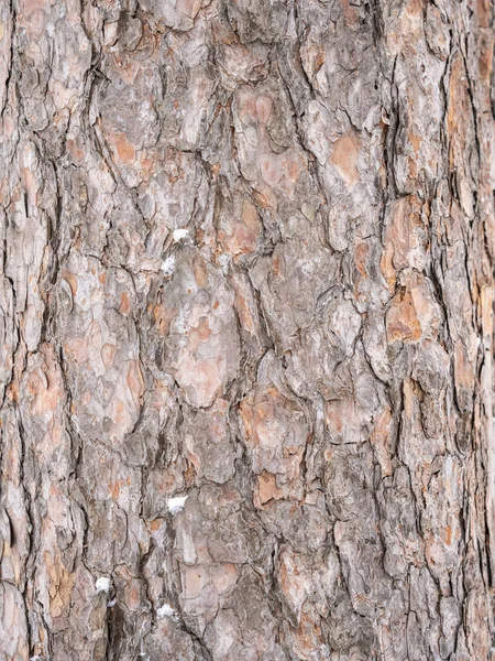 Stare Tekstury Kory Drewna Lub Tła Czerwona Sosna — Zdjęcie stockowe