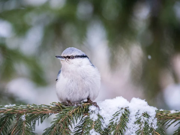 Eurasian Nuthatch Wood Nuthatch Lat Sitta Europaea Sitting Fir Branch — стоковое фото