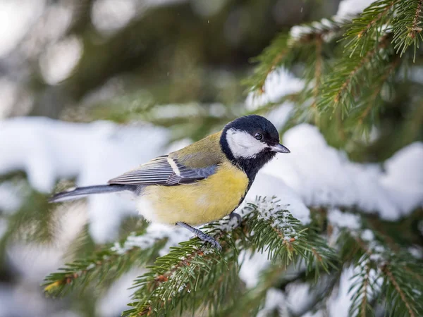 Cute Bird Great Tit Songbird Sitting Fir Branch Snow Winter — Stockfoto