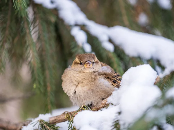 Sparrow Gün Batımında Bir Köknar Dalında Oturuyor Sonbaharda Kışın Kar — Stok fotoğraf