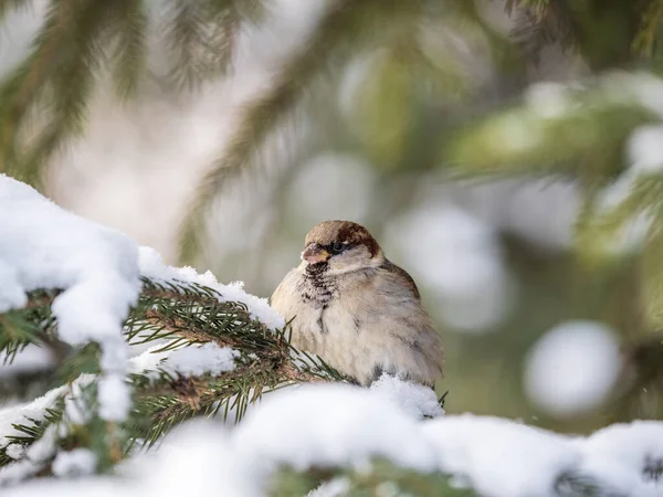 Sparrow Est Assis Sur Une Branche Sapin Dans Lumière Coucher — Photo