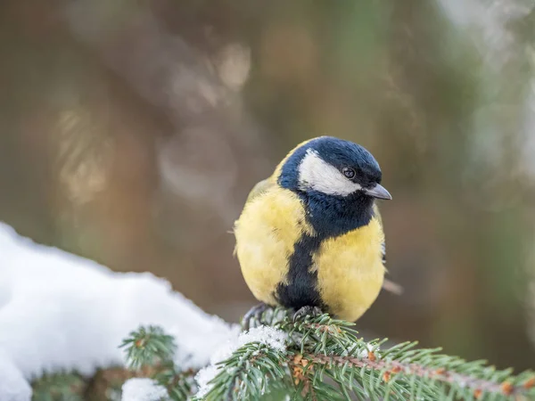 Cute Bird Great Tit Songbird Sitting Fir Branch Snow Winter — Photo