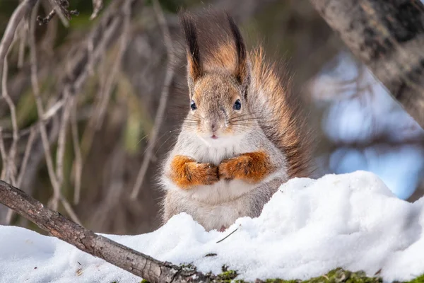 Squirrel Winter Sits Tree Trunk Snow Eurasian Red Squirrel Sciurus — 图库照片