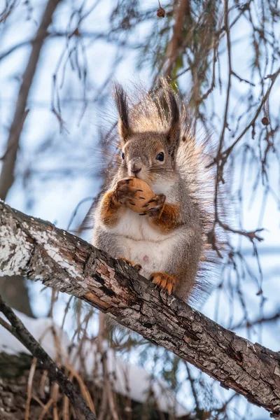 Das Eichhörnchen Mit Der Nuss Sitzt Winter Oder Spätherbst Auf — Stockfoto