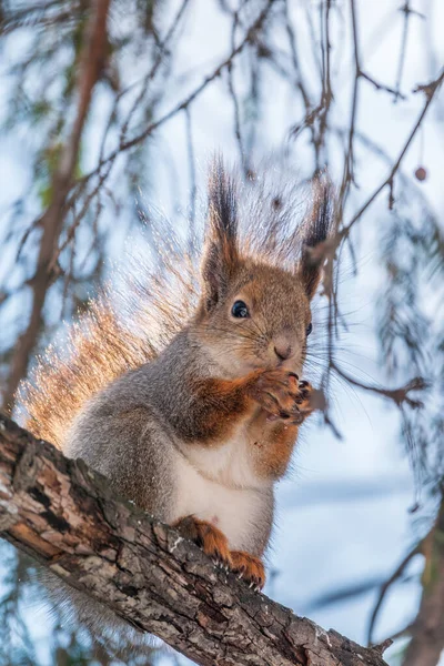 Das Eichhörnchen Mit Der Nuss Sitzt Winter Oder Spätherbst Auf — Stockfoto