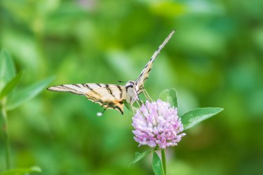 Güzel Kelebek Kırlangıç Kuyruğu, Yılan Kuyruğu, Armut Ağacı Kırlangıç, Podalirius. Kelebek yelkenli Papilionidae familyasından. Latince Iphiclides podaliriu. Kelebek çiçekten nektar toplar