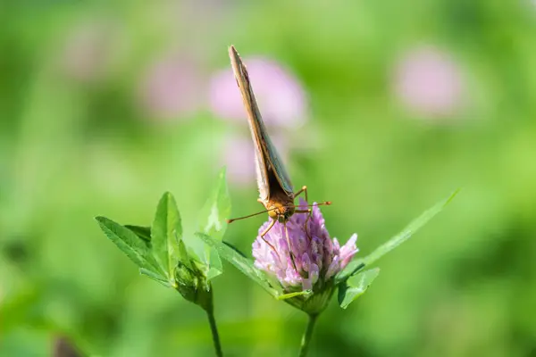 Dark Green Fritillary Butterfly Collects Nectar Flower Speyeria Aglaja Previously — Stock Photo, Image