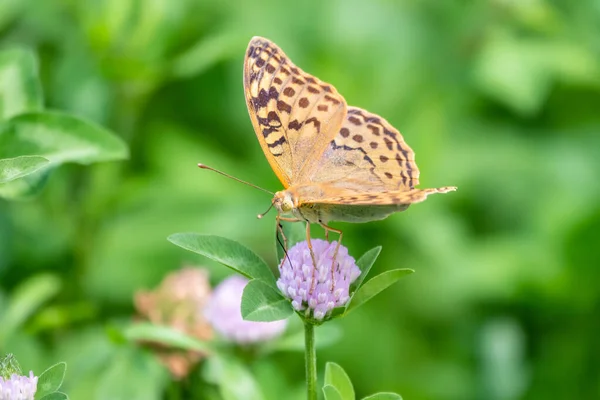 Farfalla Fritillare Verde Scuro Raccoglie Nettare Fiore Speyeria Aglaja Precedentemente — Foto Stock