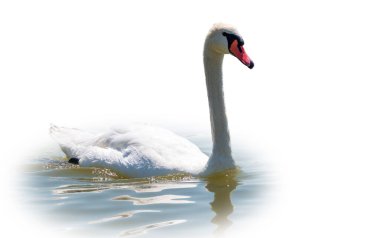Beyaz arka planda izole bir şekilde gölde yüzen zarif beyaz kuğu. Gölde yüzen beyaz bir kuğunun portresi. Dilsiz kuğu, Latince adı Cygnus olor.