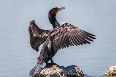 Büyük karabatak, Phalacrocorax karbonhidrat taşın üzerinde oturur ve kanatlarını rüzgarda kurutur. Büyük karabatak, Phalacrocorax karbonhidrat, büyük siyah karabatak, ya da siyah sevişme olarak bilinir..