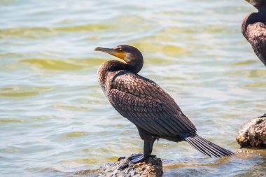 Deniz kıyısındaki bir taşın üzerinde duran büyük karabatak, Phalacrocorax karbonhidrat. Büyük karabatak, Phalacrocorax karbonhidrat, büyük siyah karabatak, ya da siyah sevişme olarak bilinir..