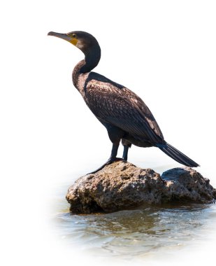 Büyük karabatak, Phalacrocorax karbonhidrat, deniz kıyısında suda duruyor, beyaz arka planda izole edilmiş. Büyük karabatak, Phalacrocorax karbonhidrat, büyük siyah karabatak, ya da siyah sevişme olarak bilinir..