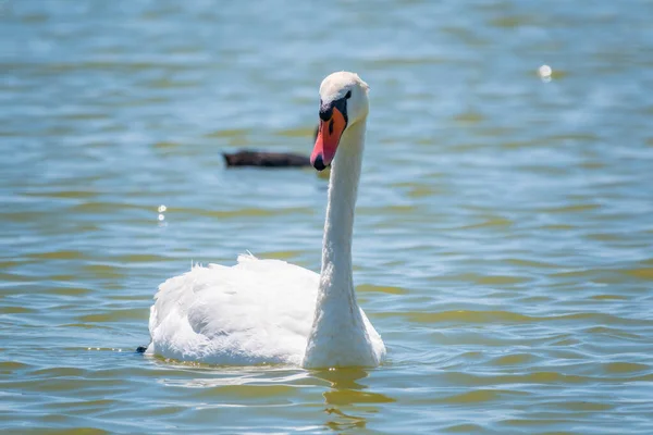 Anmutiger Weißer Schwan Schwimmt See Schwäne Freier Wildbahn Porträt Eines — Stockfoto