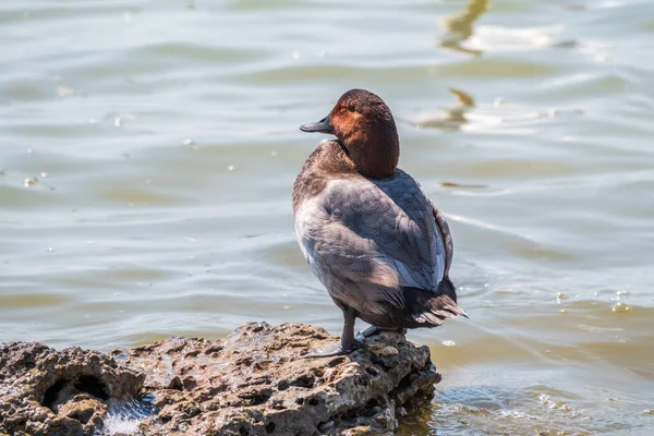 Beautiful Duck Orange Head Common Pochard Male Aythya Ferina Standing — Stock Photo, Image