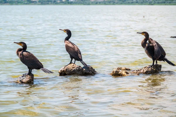 Three Great Cormorants Phalacrocorax Carbo Standing Stone Sea Shore Great — Stockfoto