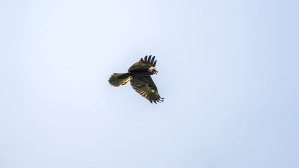 Yırtıcı Kuş Kara Uçurtma Mavi Gökyüzünde Uçuyor Siyah Uçurtma Milvus — Stok fotoğraf