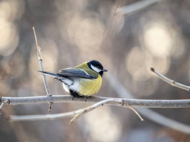 Cute bird Great tit, songbird sitting on a branch without leaves in the autumn or winter. Parus major
