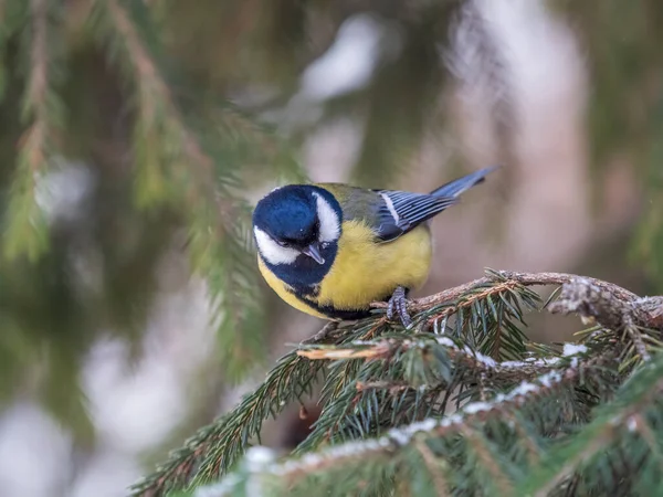 Cute Bird Great Tit Songbird Sitting Fir Branch Snow Winter — Φωτογραφία Αρχείου