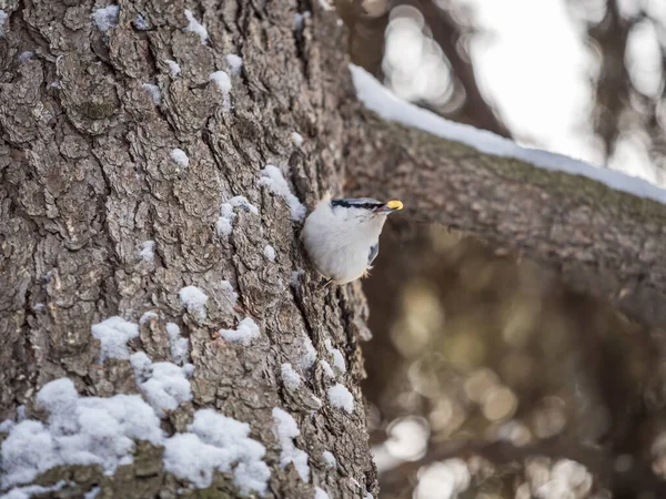 Sittelle Eurasienne Sittelle Bois Lat Sitta Europaea Assise Sur Tronc — Photo