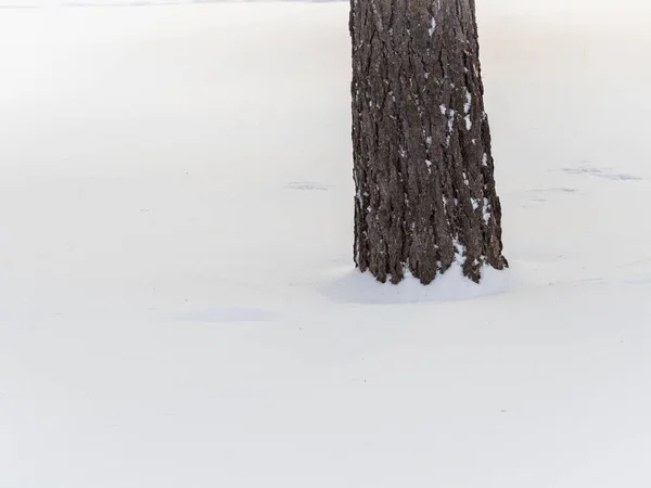 Trunk Ενός Κορμού Δέντρο Larch Στο Λευκό Χιόνι Φόντο — Φωτογραφία Αρχείου