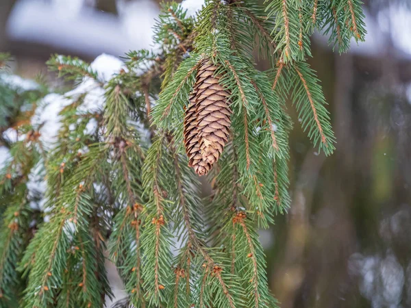 Grön Gran Grenar Vintern Med Kottar Täckta Med Snö Filialer — Stockfoto