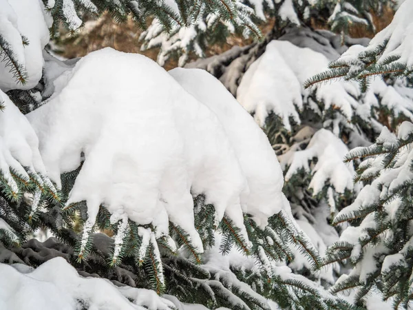 Zielone Gałązki Jodły Zimą Pokryte Śniegiem Gałęzie Jodły Jako Tło — Zdjęcie stockowe