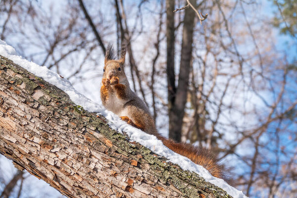The squirrel with nut sits on tree in the winter or late autumn. Eurasian red squirrel, Sciurus vulgaris.