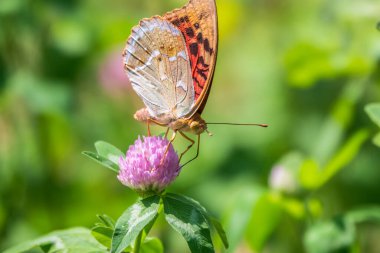 Koyu yeşil sürmeli kelebek çiçeğin nektarını toplar. Speyeria aglaja, Nymphalidae familyasından bir kelebek türü..