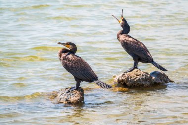 İki büyük karabatak, deniz kıyısındaki bir taşın üzerinde duran Phalacrocorax karbonhidrat. Büyük karabatak, Phalacrocorax karbonhidrat, büyük siyah karabatak, ya da siyah sevişme olarak bilinir..