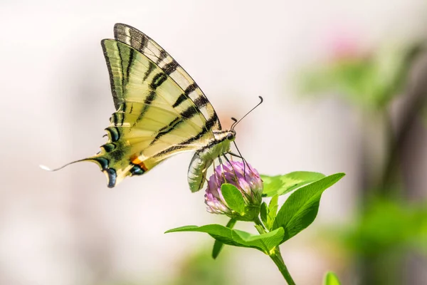 Beautiful Butterfly Scarce Swallowtail Sail Swallowtail Pear Tree Swallowtail Podalirius — Stock Photo, Image