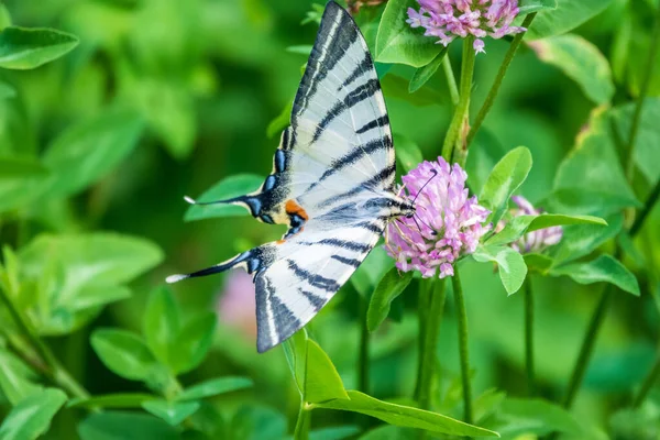 Borboleta Bonita Scarce Swallowtail Vela Swallowtail Pear Árvore Swallowtail Podalirius — Fotografia de Stock