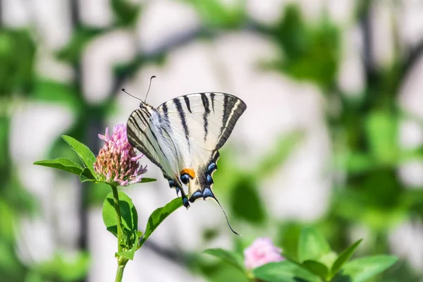 Güzel Kelebek Kırlangıç Kuyruğu Yılan Kuyruğu Armut Ağacı Kırlangıç Podalirius — Stok fotoğraf