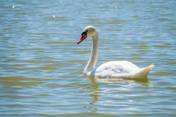 Grazioso Cigno Bianco Che Nuota Nel Lago Cigni Natura Ritratto — Foto Stock