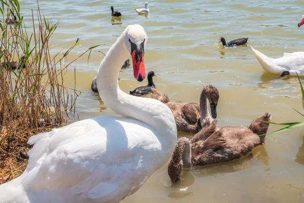 Pair Mute Swans Cygnus Olor Swimming Lake Its New Born — Stock Photo, Image