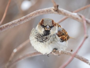 Sparrow yaprakları olmayan bir dalda oturuyor. Sonbaharda ya da kışın bir dalda serçe