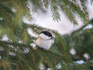 Cute bird The willow tit, song bird sitting on the fir branch. Willow tit perching on tree in winter. The willow tit, lat. Poecile montanus.