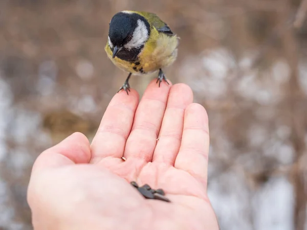 Tit Sits Man Hand Eats Seeds Taking Care Birds Winter — ストック写真