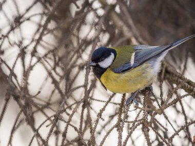 Cute bird Great tit, songbird sitting on a branch without leaves in the autumn or winter. Parus major